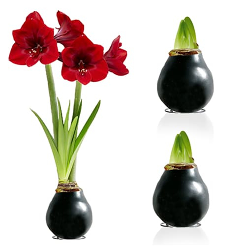Black Wax (2 pieces) Amaryllis Bulb Collection - comandă online direct din Olanda