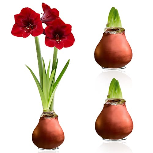 WAX Bronze Amaryllis Bulb 2 Large Bulbs - commander en ligne directement depuis la Hollande - for Sale WAX Bronze Amaryllis Bulb 2 Large Bulbs - commander en ligne directement depuis la Hollande