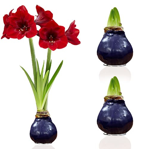 Dutch Bulbs Purple Wax Amaryllis Bulbs, 2 Wax Flower Bulbs - commander en ligne directement depuis la Hollande - for Sale Dutch Bulbs Purple Wax Amaryllis Bulbs, 2 Wax Flower Bulbs - commander en ligne directement depuis la Hollande