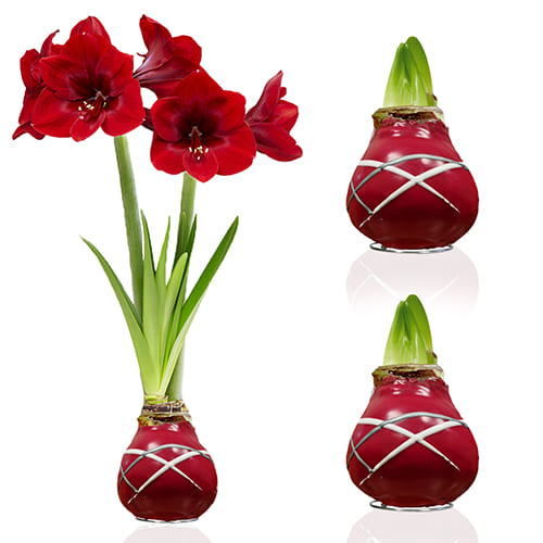 Dutch Bulbs Striped Red Wax Amaryllis Bulbs, 2 Wax Flower Bulbs - commander en ligne directement depuis la Hollande - for Sale Dutch Bulbs Striped Red Wax Amaryllis Bulbs, 2 Wax Flower Bulbs - commander en ligne directement depuis la Hollande