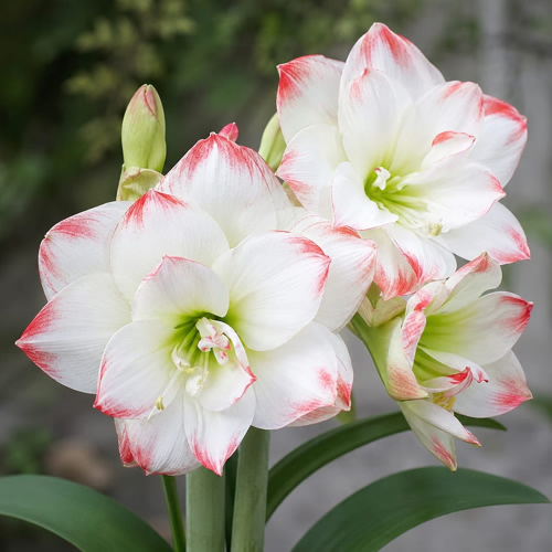 Amaryllis (Hippeastrum) Amadeus Candy