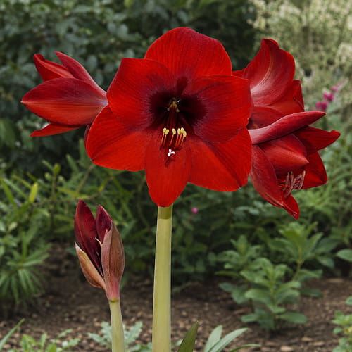Amaryllis (Hippeastrum) Andes Fever 