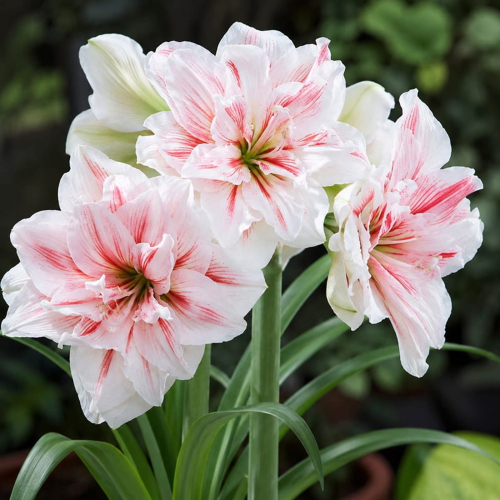 Amaryllis (Hippeastrum) Aquaro - for Sale Amaryllis (Hippeastrum) Aquaro