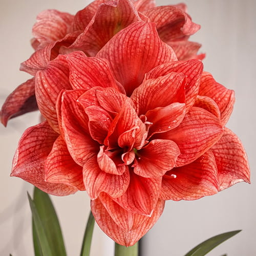 Amaryllis (Hippeastrum) Cherry Amadeus - for Sale Amaryllis (Hippeastrum) Cherry Amadeus