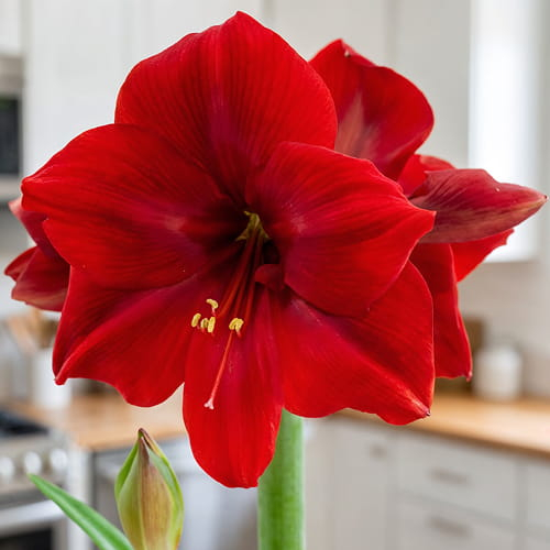 Amaryllis (Hippeastrum) Corazon