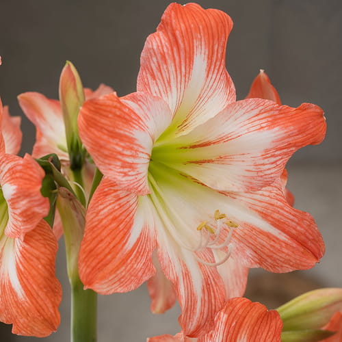 Amaryllis (Hippeastrum) Daiquiri - for Sale Amaryllis (Hippeastrum) Daiquiri