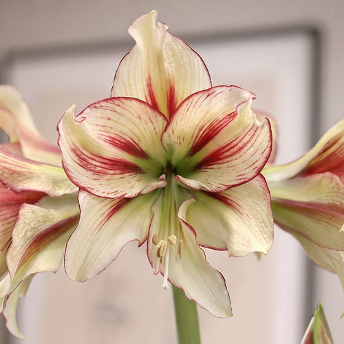 Amaryllis (Hippeastrum) Dragonfly - for Sale Amaryllis (Hippeastrum) Dragonfly