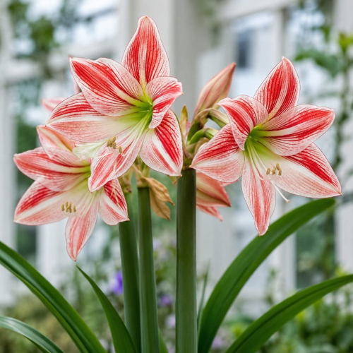 Amaryllis (Hippeastrum) Fairytale