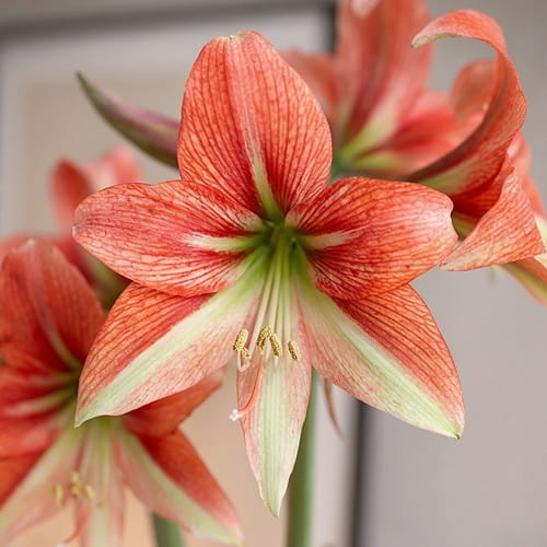 Amaryllis (Hippeastrum) Happy Valley