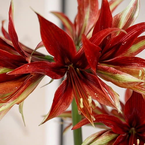 Amaryllis (Hippeastrum) Merenque