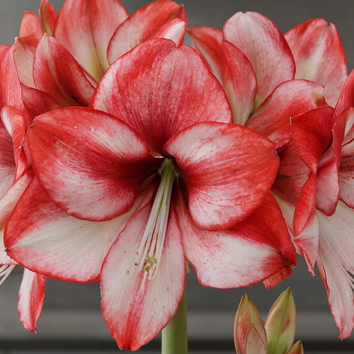 Amaryllis (Hippeastrum) Passie Dream