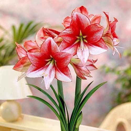 Amaryllis (Hippeastrum) Showmaster - commander en ligne directement depuis la Hollande - for Sale Amaryllis (Hippeastrum) Showmaster - commander en ligne directement depuis la Hollande