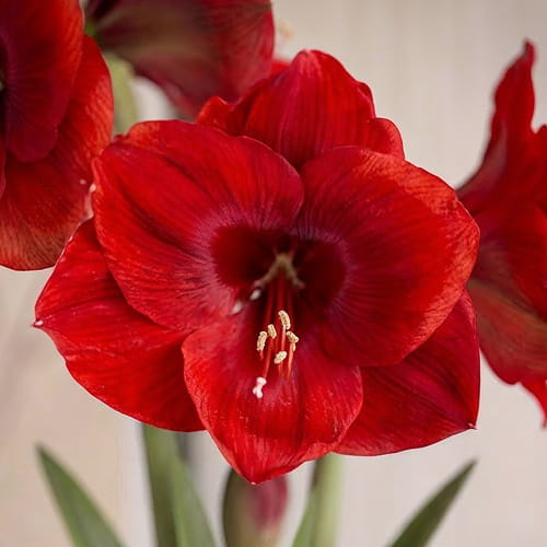 Amaryllis (Hippeastrum) Tempranillo