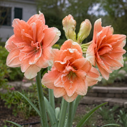 Amaryllis (Hippeastrum) Tika Coral - for Sale Amaryllis (Hippeastrum) Tika Coral
