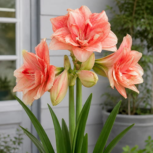Amaryllis (Hippeastrum) Tika Fairy - for Sale Amaryllis (Hippeastrum) Tika Fairy