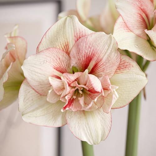 Amaryllis (Hippeastrum) Irinia - for Sale Amaryllis (Hippeastrum) Irinia