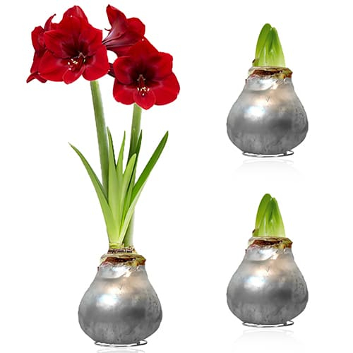 Silver Wax (2 pieces) Amaryllis Bulb in Wax Collection - comandă online direct din Olanda