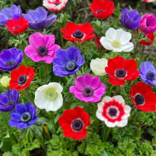 Anemone De Caen Collection (25 bulbs)