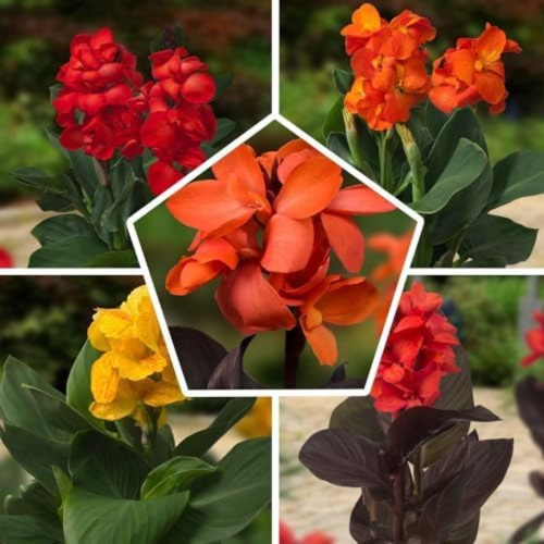 Canna Gaint Collection (3 tubers)