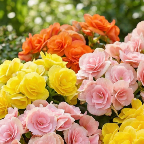Begonia Double Sunny Collection (3 tubers)