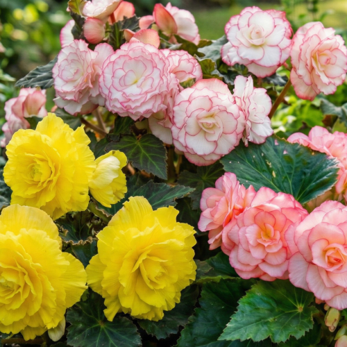 Begonia Double Pastel Tone Collection (3 tubers)