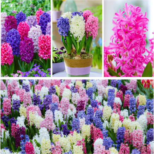 Hyacinth Budget Collection