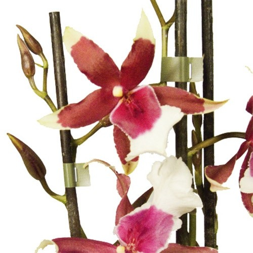 Beallara (Orchid) Eurostar - zamów online bezpośrednio z Holandii