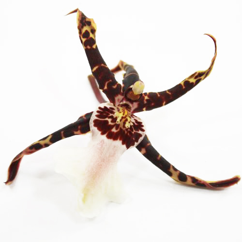 Beallara (Orchid) Torrero/ Magic - zamów online bezpośrednio z Holandii