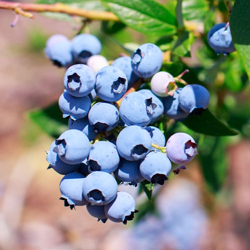 Blueberry Blue Gold - bestil online direkte fra Holland - for Sale Blueberry Blue Gold - bestil online direkte fra Holland