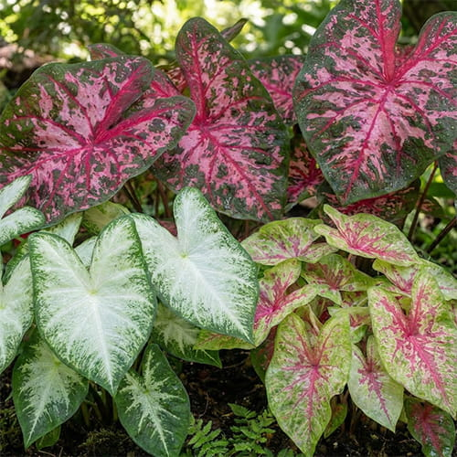 Caladium Collection - for Sale Caladium Collection