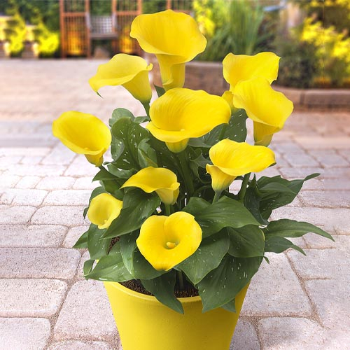 Calla Captain Solo - bestil online direkte fra Holland