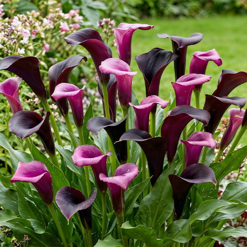 Calla Lily Purple Mix Collection