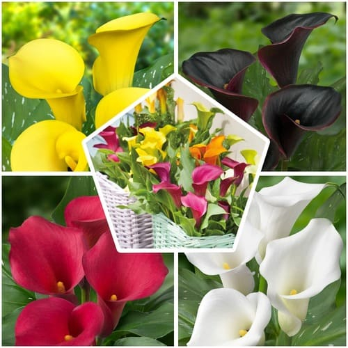 Calla Rainbow Mixture - pedido en línea directamente a Holanda