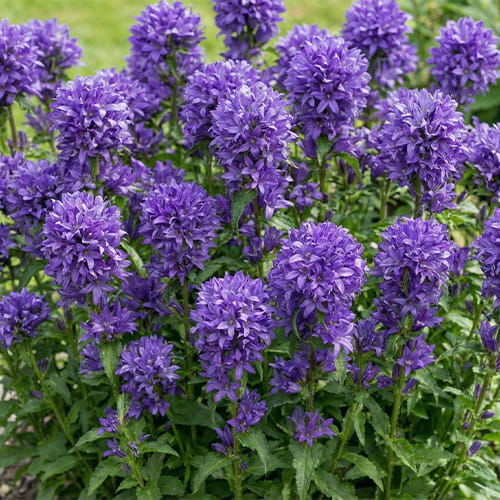 Campanula Glormerata Superba - for Sale Campanula Glormerata Superba