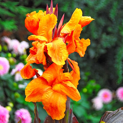Canna Lily Striata - bestil online direkte fra Holland