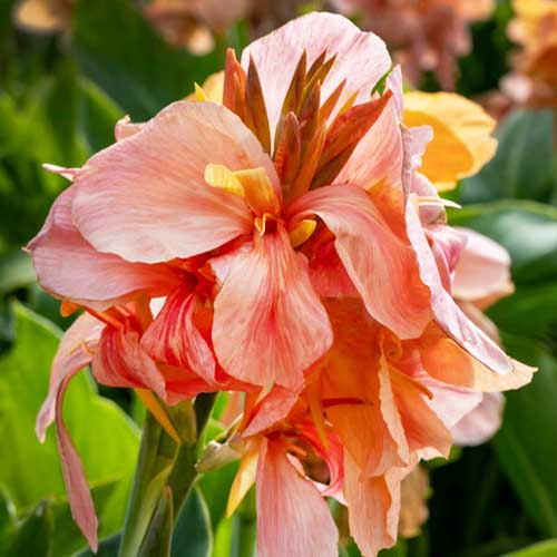 Canna Lily Madame Angel Martin - bestil online direkte fra Holland