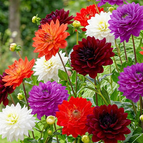Dahlia Royal Collection - for Sale Dahlia Royal Collection
