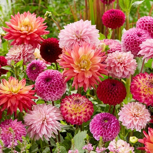 Dahlia Super Collection (10 bulbs) - pedido en línea directamente a Holanda