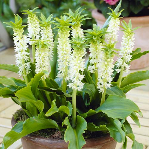 Eucomis Autumnalis - pedido en línea directamente a Holanda - for Sale Eucomis Autumnalis - pedido en línea directamente a Holanda