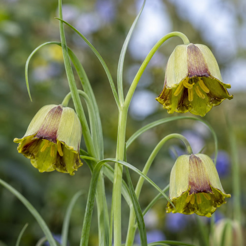 Fritillaria Acmopetala - for Sale Fritillaria Acmopetala