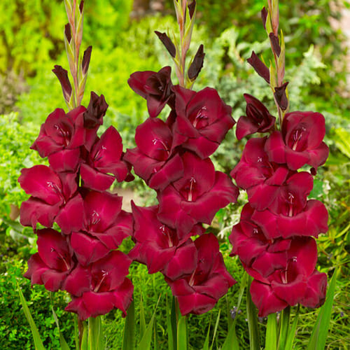 Gladiolus At Night - order online directly from Holland