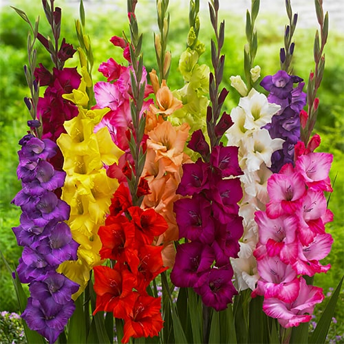 Gladiolus Bulb Collection (50 bulbs) - bestil online direkte fra Holland