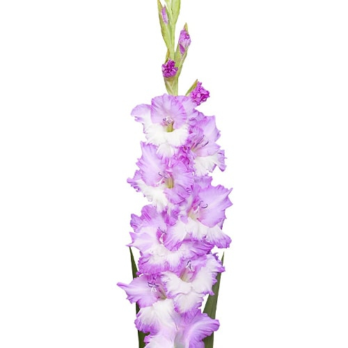 Gladiolus Cera Corfinio - order online directly from Holland