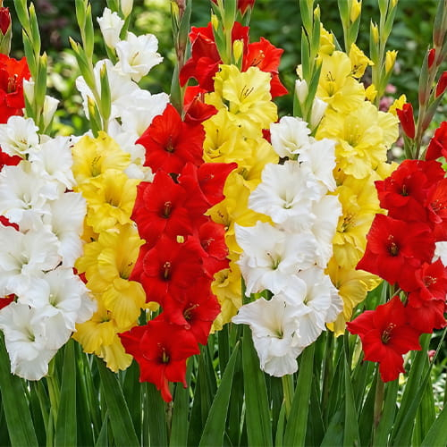 Gladiolus Collection (Yellow+Red+White)