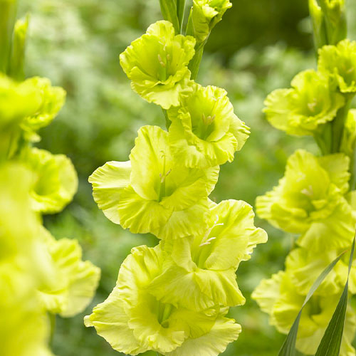 Gladiolus Green Star - order online directly from Holland