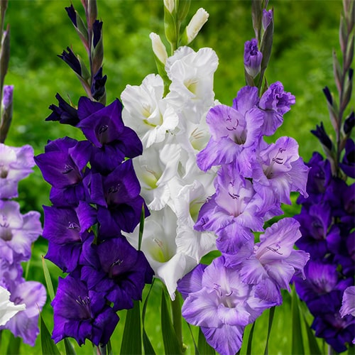 Gladiolus Purple & Blue & White Collection (20 bulbs) - bestil online direkte fra Holland
