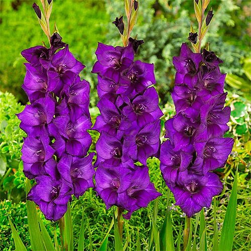 Gladiolus Purple Flora - order online directly from Holland