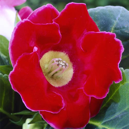 Gloxinia (Sinningia) Etoile de Feu - encomendar online diretamente da Holanda - for Sale Gloxinia (Sinningia) Etoile de Feu - encomendar online diretamente da Holanda