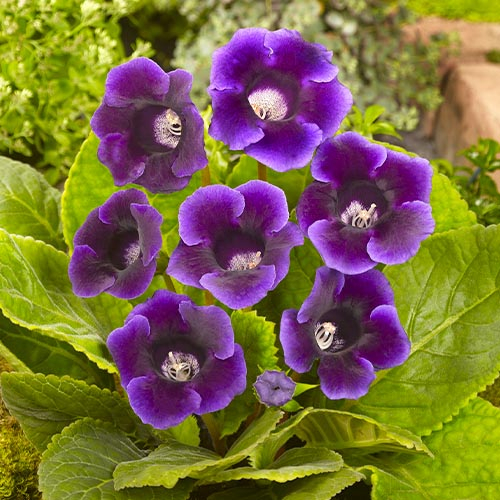 Gloxinia (Sinningia) Hollywood - encomendar online diretamente da Holanda - for Sale Gloxinia (Sinningia) Hollywood - encomendar online diretamente da Holanda