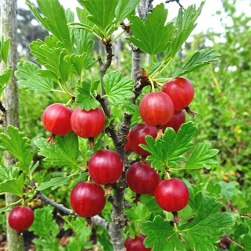 Gooseberry Hinnonmaki Red